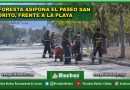 Reforesta ASIPONA el Paseo San Pedrito, frente a la playa